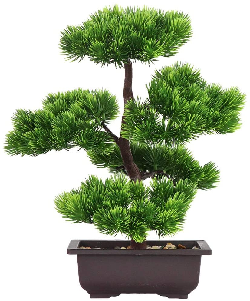 نبات بونساي الصنوبر الياباني ل - مراجعة Bonsai Garden Zen وسعره