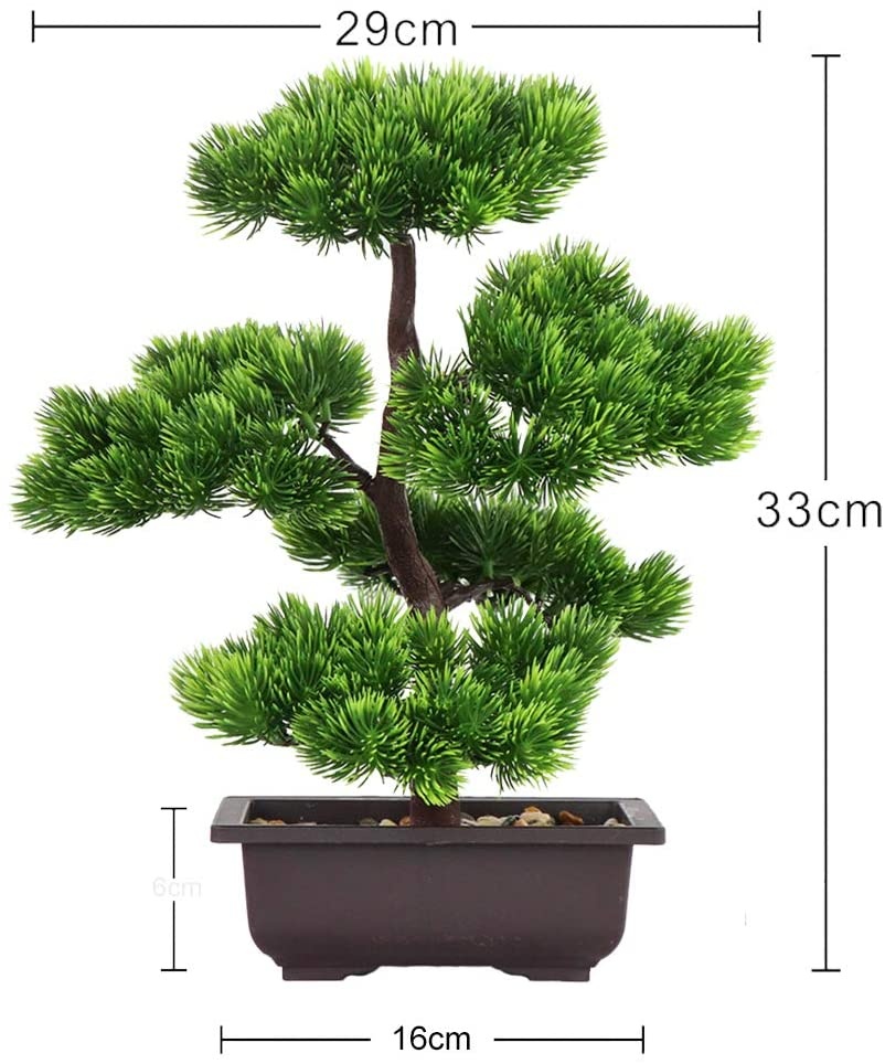 نبات بونساي الصنوبر الياباني ل - مراجعة Bonsai Garden Zen وسعره