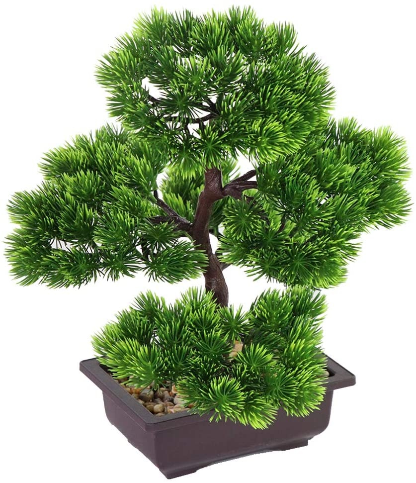 نبات بونساي الصنوبر الياباني ل - مراجعة Bonsai Garden Zen وسعره