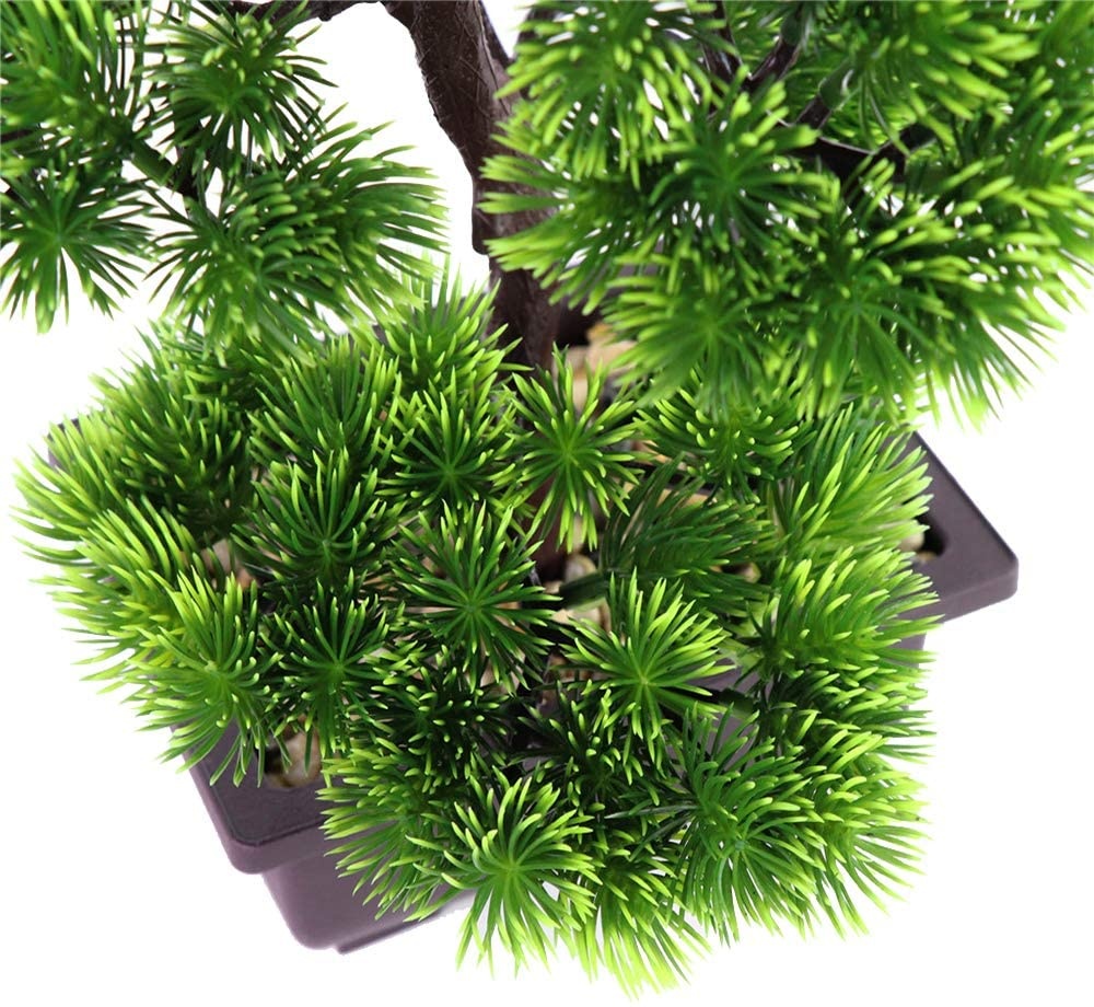 نبات بونساي الصنوبر الياباني ل - مراجعة Bonsai Garden Zen وسعره