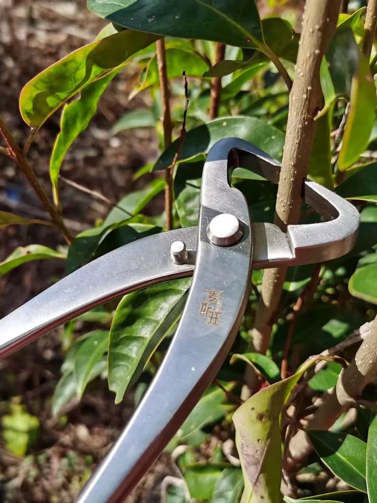 مجموعة أدوات بونساي احترافية،  - مراجعة Concave Branch Cutter وسعره