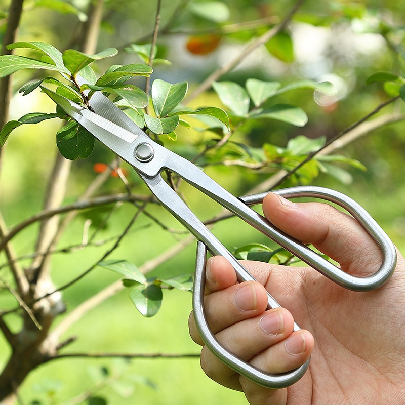 مقص أوراق العطاء أدوات بونساي  - مراجعة Concave Branch Cutter وسعره